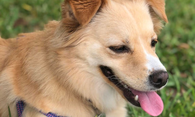 Dental Care Dental Care