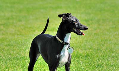 An Italian Greyhound