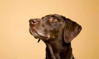 A brown dog looking up
