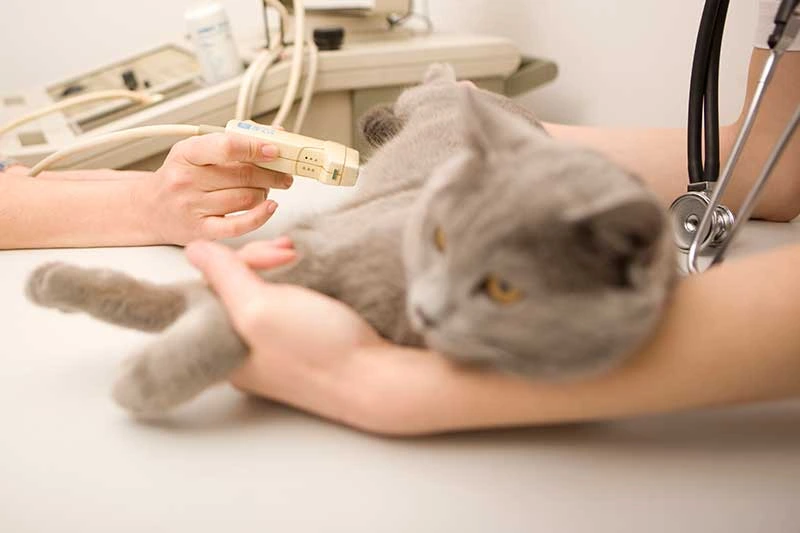 Altrasound Cat Image