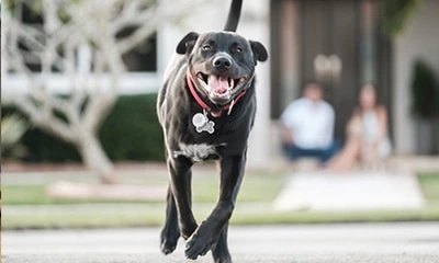 Dog running outside