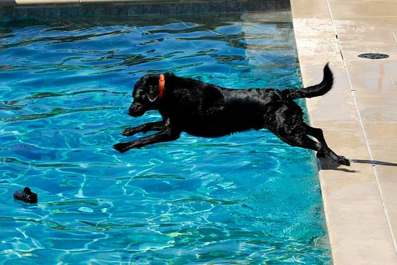 Blackdog Swimming