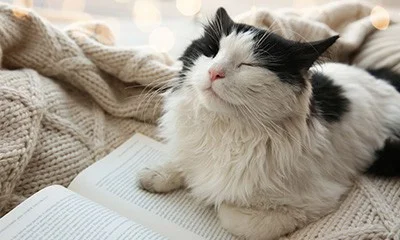 A fluffy black and white cat resting on a book and a knitted blanket