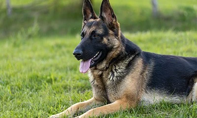 German Shepherd