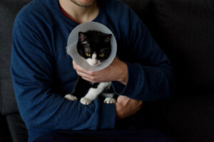 Man holding young black and white cat wearing Elizabethan collar after spay surgery