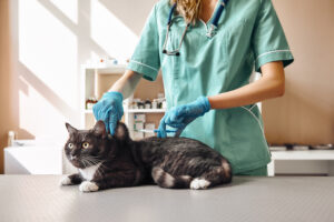 Almost done! Young female veterinarian in work uniform making an injection to a black and fluffy cat with scared eyes lying on the table in veterinary clinic. Pet care concept. Medicine concept. Animal hospital