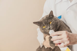 Adorable gray cat is getting medicine from veterinarian hand. Professional vet providing animal treatment. Love to the nature concept. Horizontal image.