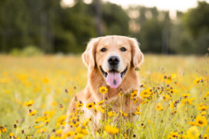 Golden Retriever in the field with yellow flowers. Beautiful dog