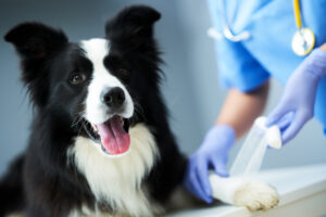 Picture of female vet examining a dog in clinic