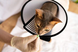 Domestic Abyssinian cat with an e-collar receives a veterinary-recommended pill, tablet from its caring owner. Medical treatment and love ensure a healthy recovery. Pet care concept, veterinary.