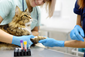 Two professional veterinarians take a blood test from a Maine Coon cat at a veterinary clinic. A laboratory technician holds a test tube with tomcat's blood in his hands. Work of the veterinary lab