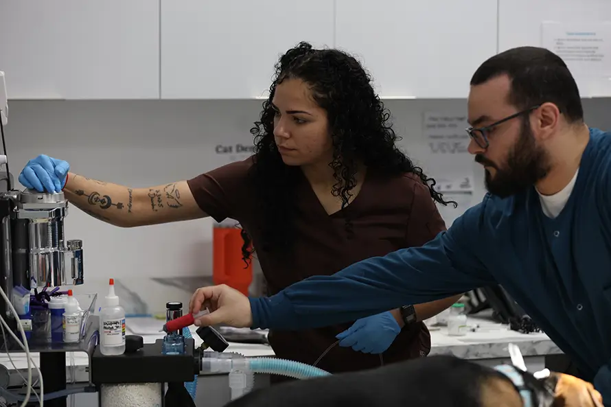 Pet Dental Care in Miami, FL