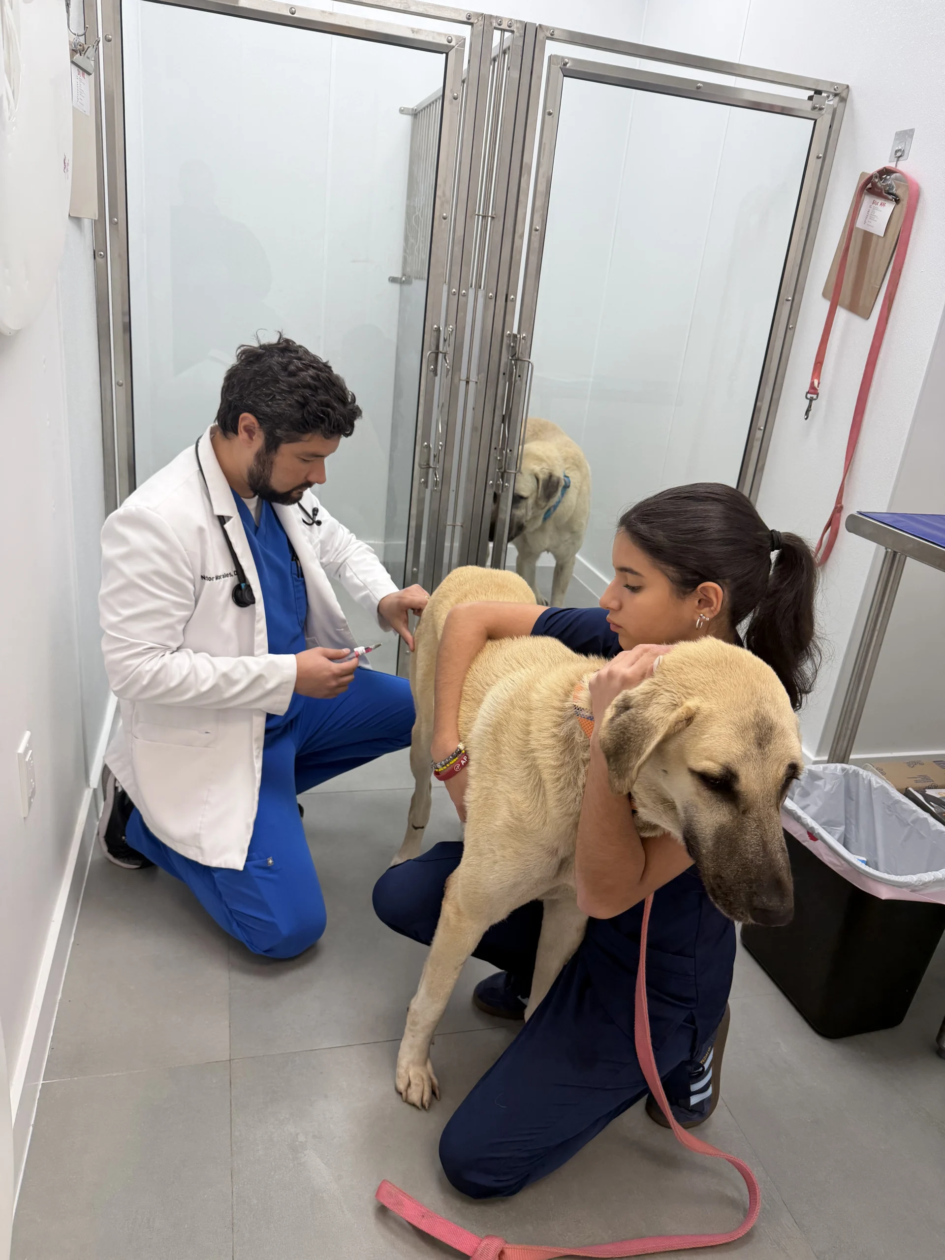 Veterinarian giving injection to red cat