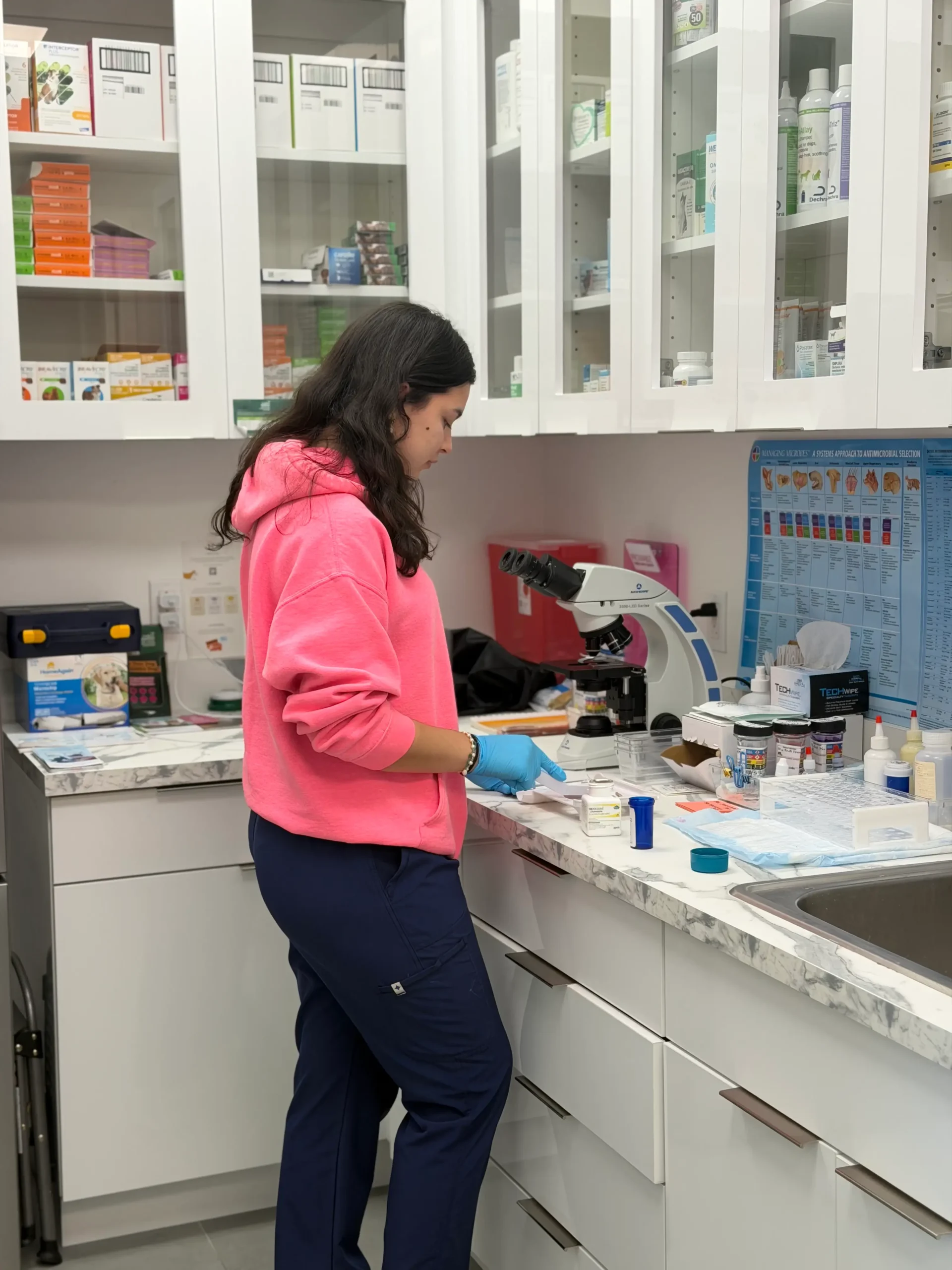 Two professional veterinarians take a blood test from a Maine Coon cat at a veterinary clinic. A laboratory technician holds a test tube with tomcat's blood in his hands. Work of the veterinary lab