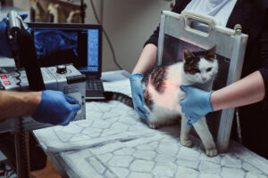 Veterinarians make x-ray sick cat on a table in a clinic.