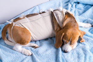 Beagle dog lying after surgery. Veterinary theme.