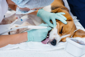 A beautiful thoroughbred dog is given dental cleaning and dental procedures in a modern veterinary clinic