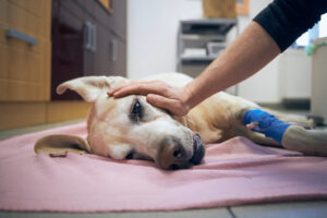 Old dog in animal hospital. Pet owner stroking his sick labrador retriever aftrer surgery.