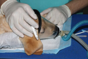 Closeup shot of a Golden Labrador Retriever puppy receiving anaesthesia from a Veterinary Surgeon