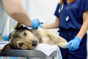 Veterinarians examines a large dog in veterinary clinic. Vet doctors applied a medical bandage for pet during treatment after the injury or surgery operation. Anesthesia and pain relief for animals