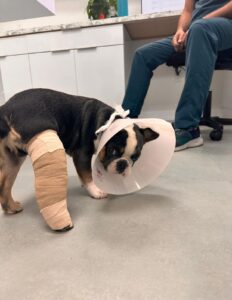Small dog with bandaged leg and white cone collar at Your Family Vet veterinary office.