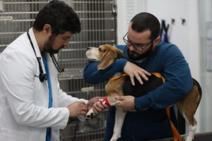 surgery tab to replace dog with catheter pic